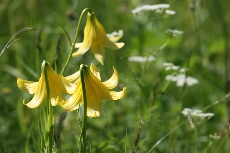 Екоинспекцията в Смолян откри ново находище на застрашения от изчезване Родопски крем