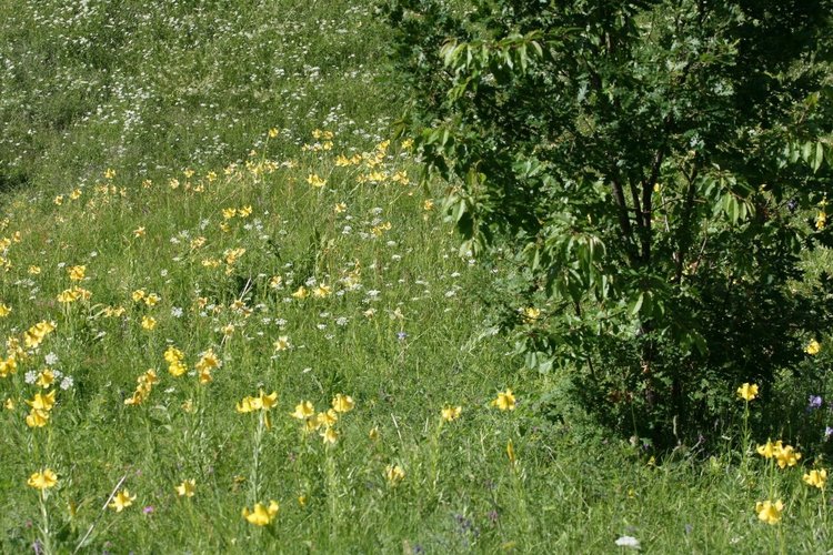 Екоинспекцията в Смолян откри ново находище на застрашения от изчезване Родопски крем