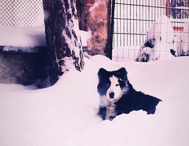 Изгубено куче, собствениците предлагат възнаграждение