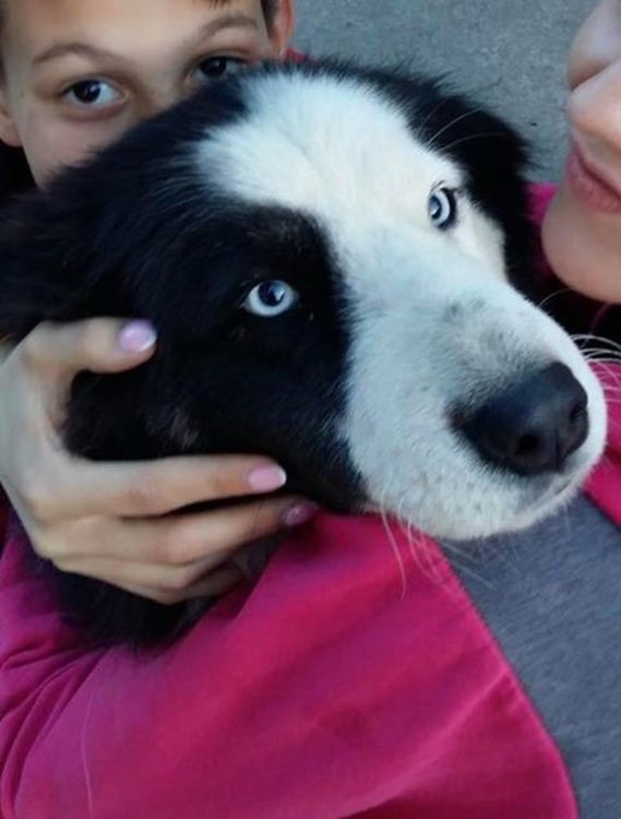 Изгубено куче, собствениците предлагат възнаграждение