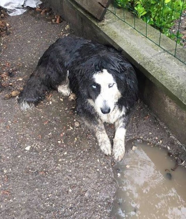 Изгубено куче, собствениците предлагат възнаграждение