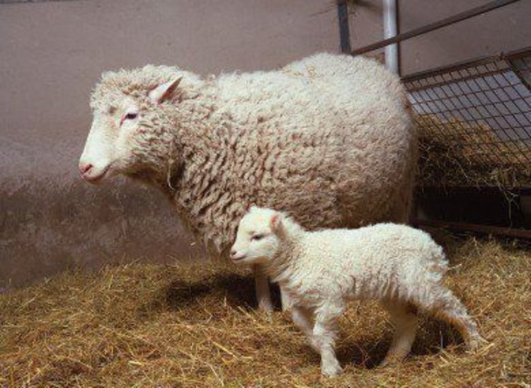 На снимка от 1998 г. овцата Доли с дъщеря си Бони. Снимка: ROSLIN INSTITUTE