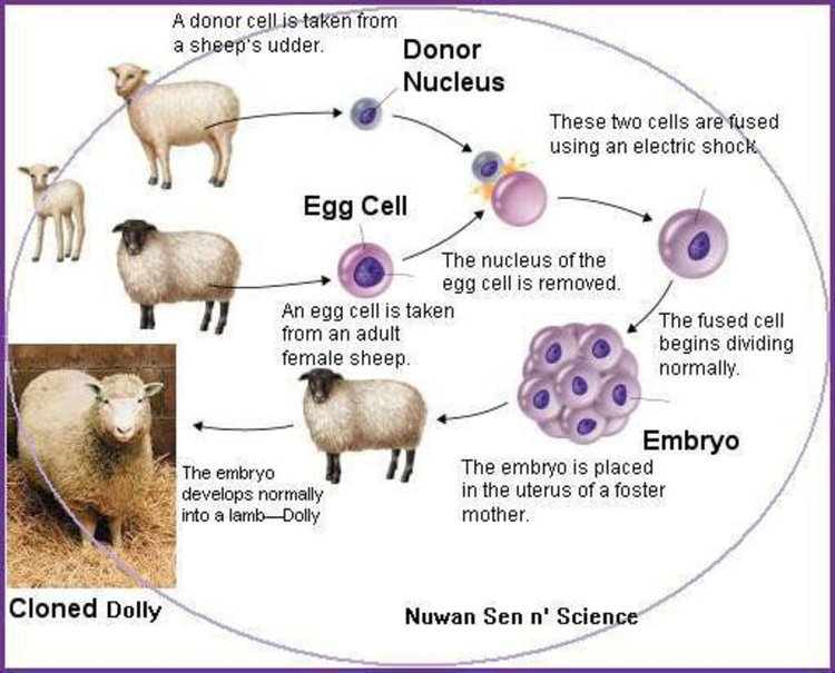Какво се случва с братята и сестрите на клонираната овца Доли?