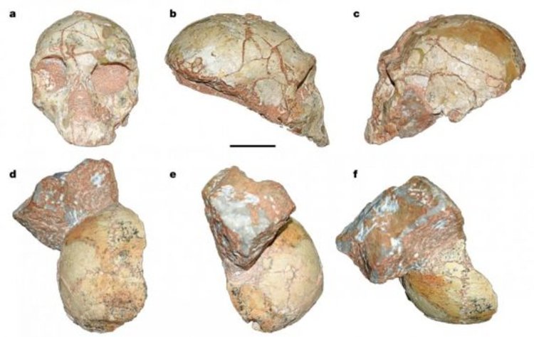 Apidima 2 (горе) и 1 (долу). Мащабната линия е 5 см. Кредит: Harvati et al., 2019