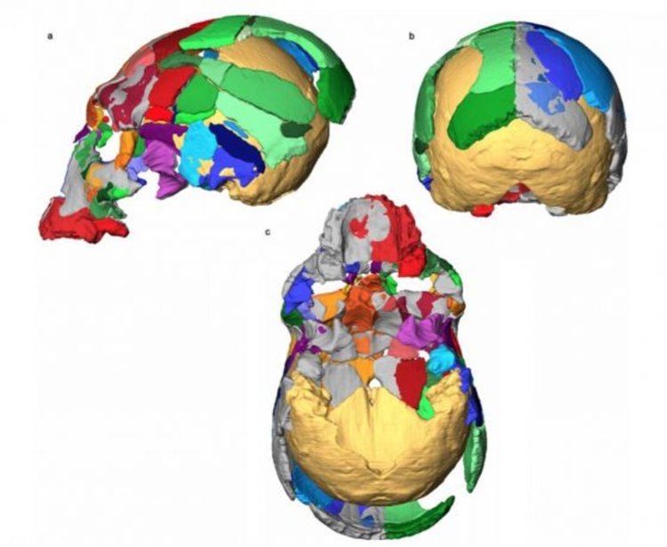 Реконструкции на Apidima 1 и 2, наложени една на друга за сравнение. Виждат се различията във формата на задната част на черепа. Кредит: Harvati et al., 2019