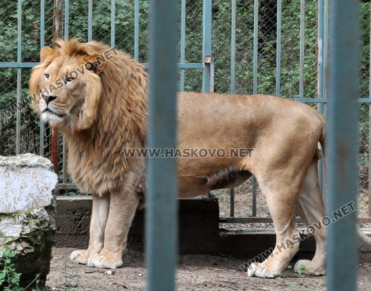 Зоопаркът в Хасково получи лиценз с фойерверки, но буквално