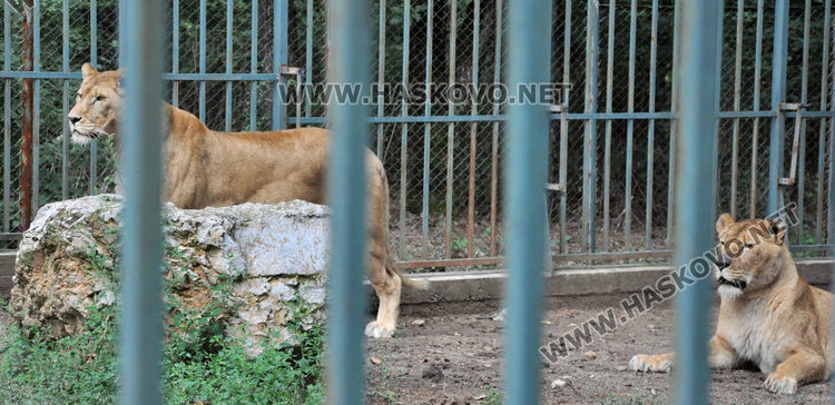 Зоопаркът в Хасково получи лиценз с фойерверки, но буквално