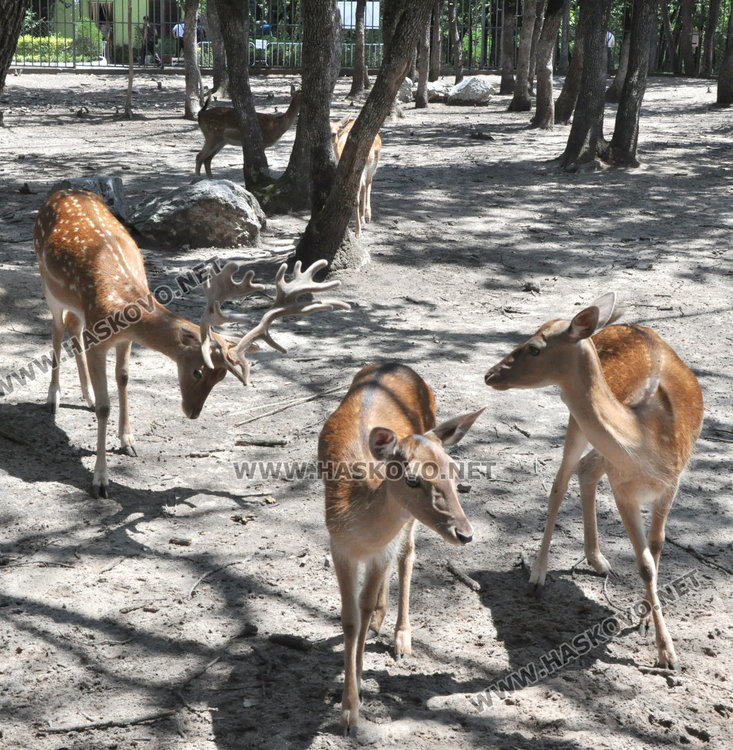 Зоопаркът в Хасково получи лиценз с фойерверки, но буквално