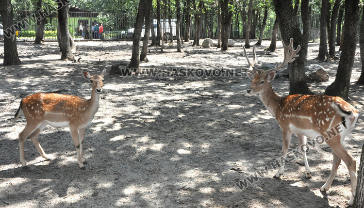 Зоопаркът в Хасково получи лиценз с фойерверки, но буквално