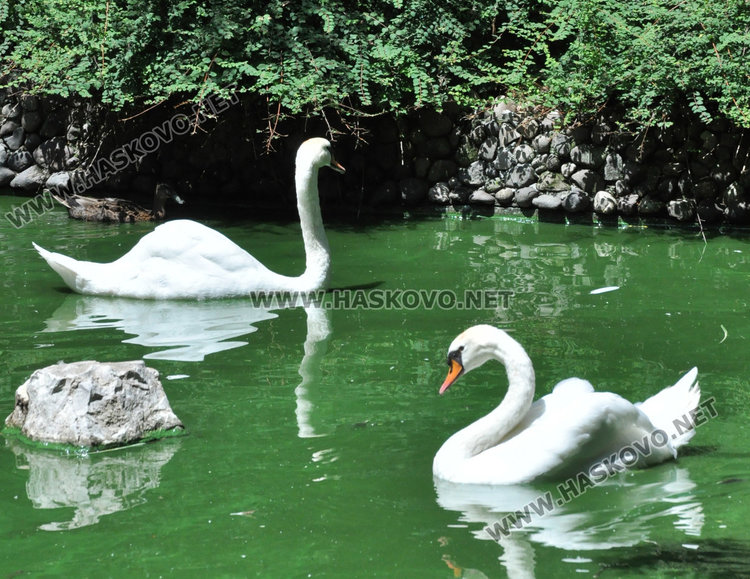 Зоопаркът в Хасково получи лиценз с фойерверки, но буквално