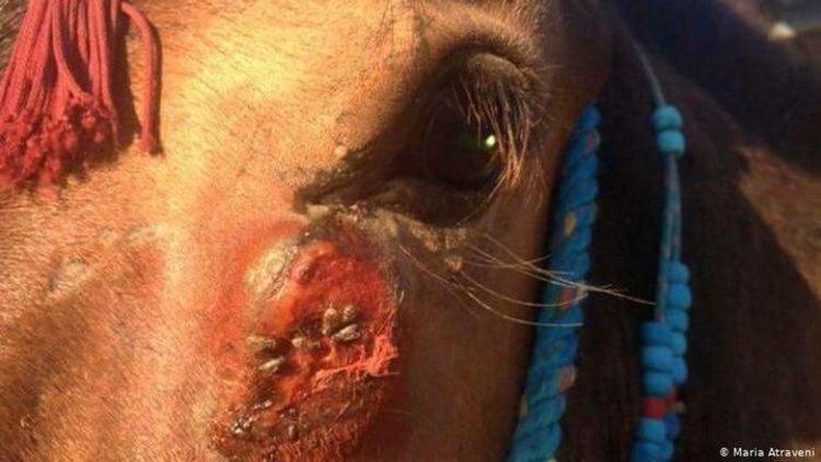 Знаете ли какво се случва с магаретата на Санторини?