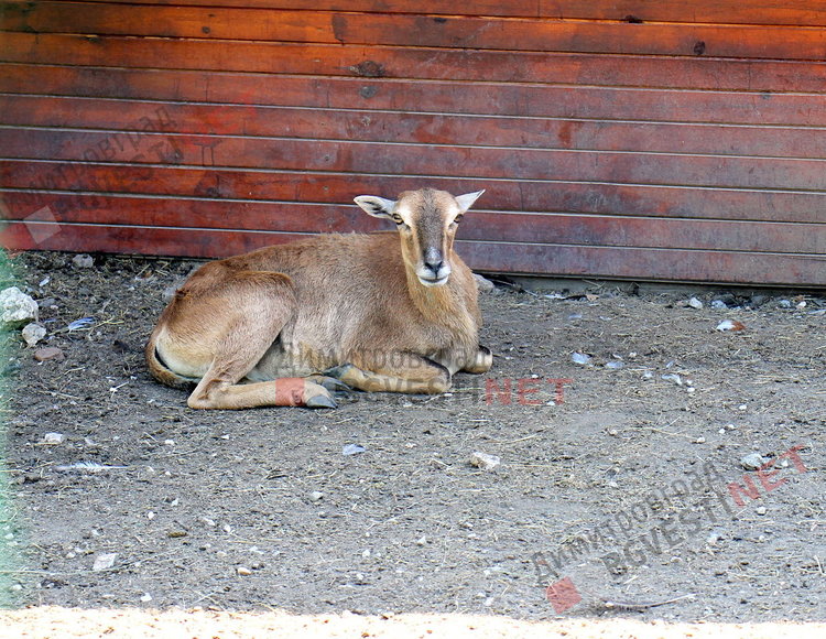 Радина и Вальо са новата двойка в димитровградския зоо кът