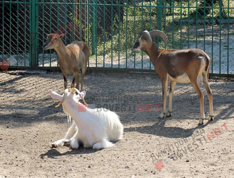 Радина и Вальо са новата двойка в димитровградския зоо кът
