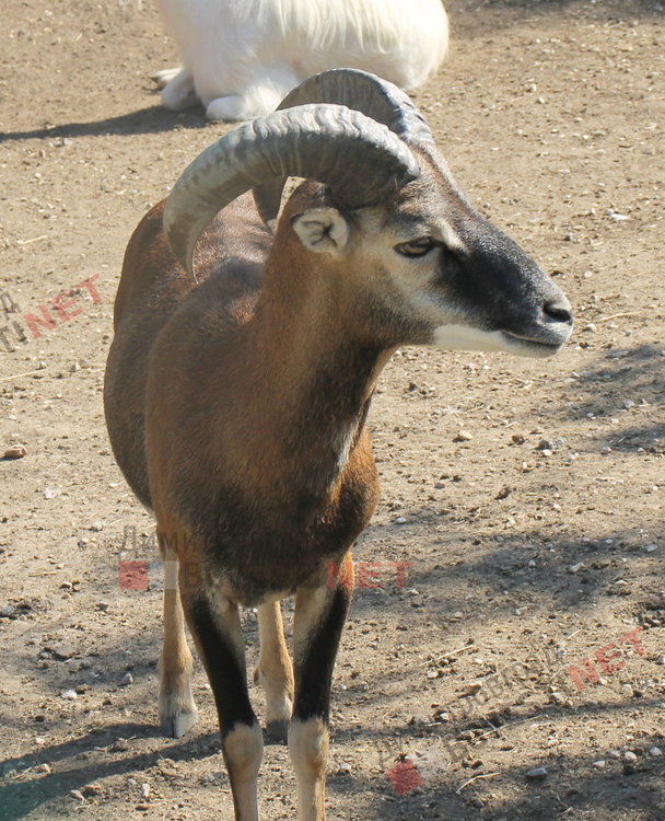 Радина и Вальо са новата двойка в димитровградския зоо кът
