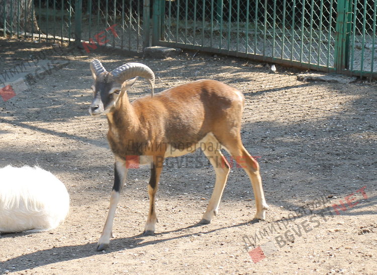 Радина и Вальо са новата двойка в димитровградския зоо кът