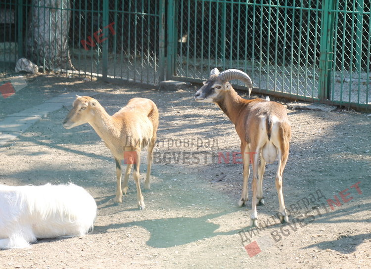 Радина и Вальо са новата двойка в димитровградския зоо кът