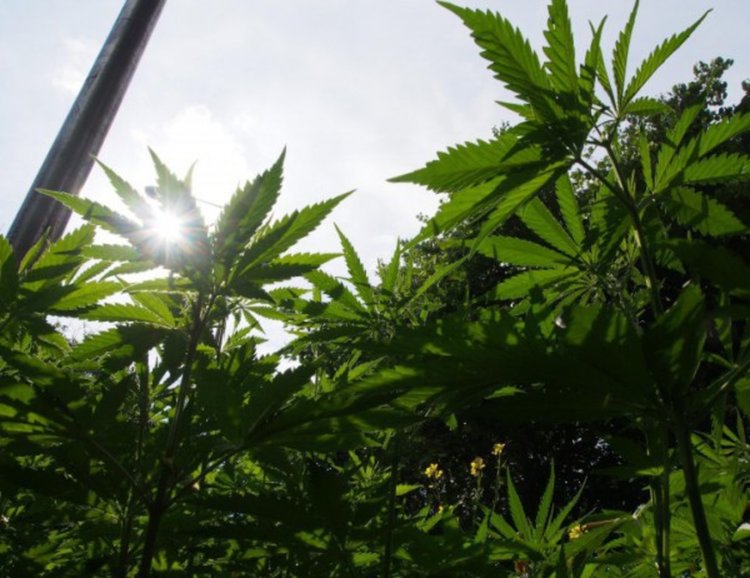 Жена от Горски извор арестувана с безакцизни цигари, мъж си гледал канабис в двора