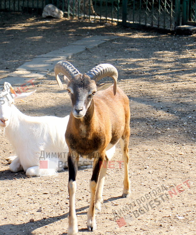 Радина и Вальо са новата двойка в димитровградския зоо кът