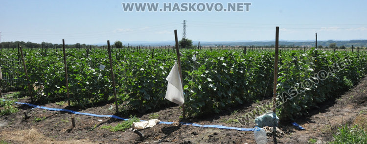 Търговци край Конуш: Голям трафик по пътя, малко продажби