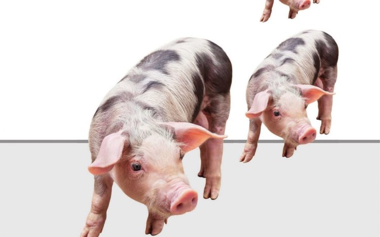 Кметовете по селата бяха информирани за африканската чума по свинете