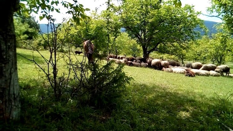 Стопаните от Смолянско ще получат държавна помощ за над 26 хиляди глави добитък