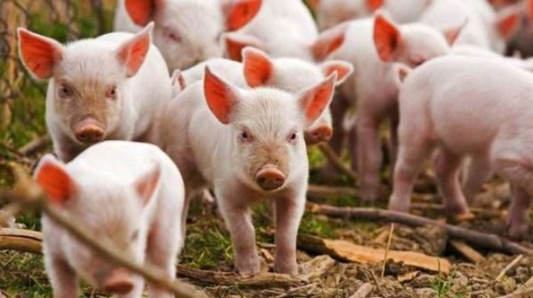 Перник започва превантивно клане на свине, попадащи в 20-километровата зона на индустриални ферми