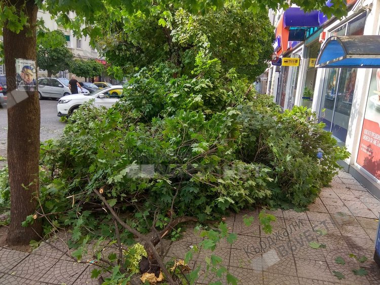 Неокастрени навреме клони се превърнаха в бедствие за Кърджали/снимки/