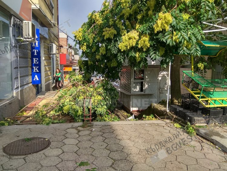 Неокастрени навреме клони се превърнаха в бедствие за Кърджали/снимки/