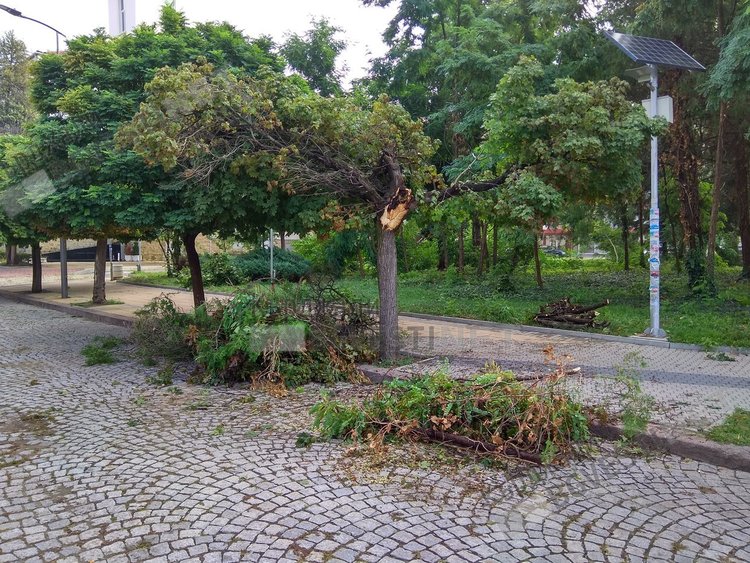Неокастрени навреме клони се превърнаха в бедствие за Кърджали/снимки/
