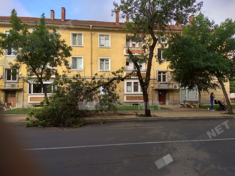 Неокастрени навреме клони се превърнаха в бедствие за Кърджали/снимки/