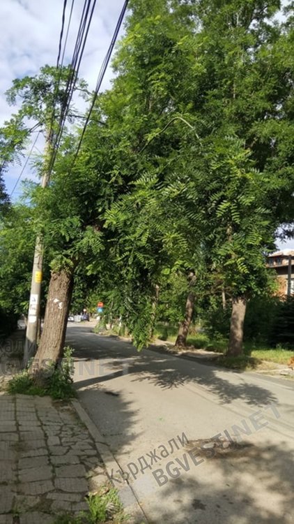 Неокастрени навреме клони се превърнаха в бедствие за Кърджали/снимки/