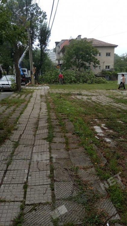 Неокастрени навреме клони се превърнаха в бедствие за Кърджали/снимки/