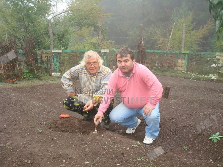 Засаждане на първите луковици от шафран