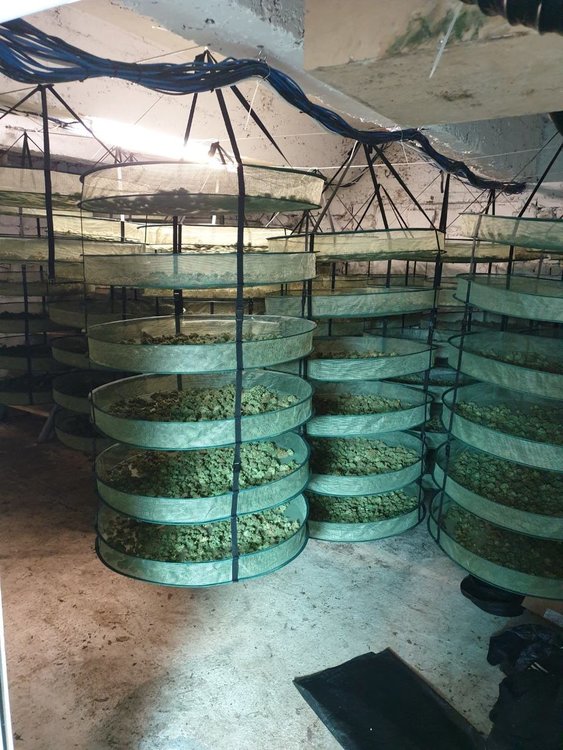 Разкриха високотехнологична наркооранежерия край София