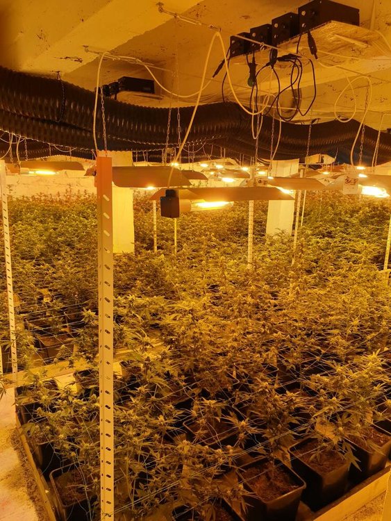 Разкриха високотехнологична наркооранежерия край София