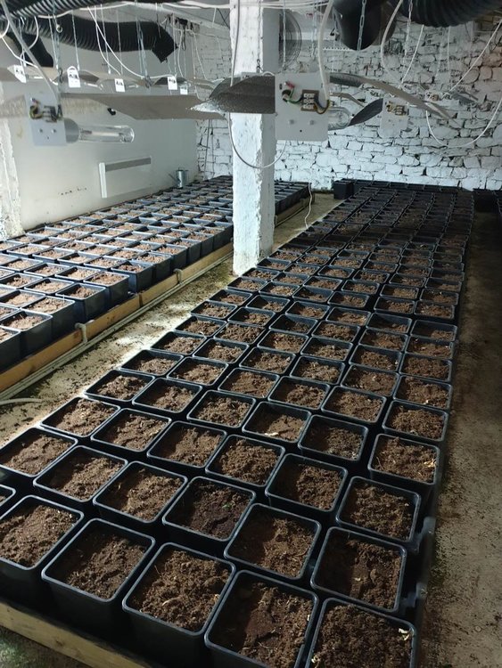 Разкриха високотехнологична наркооранежерия край София