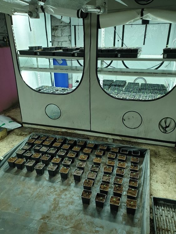 Разкриха високотехнологична наркооранежерия край София