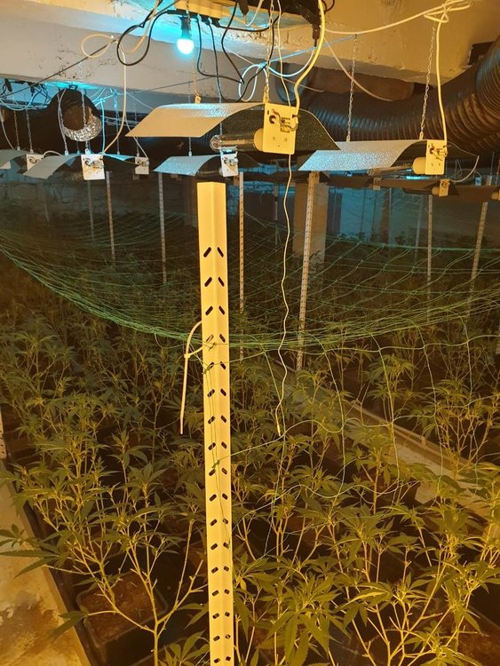 Разкриха високотехнологична наркооранежерия край София