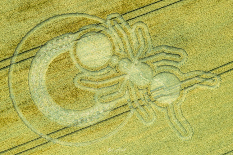 Sparticles Wood, nr Netherme-on-the-Hill, Surrey. Съобщен на 21 юни