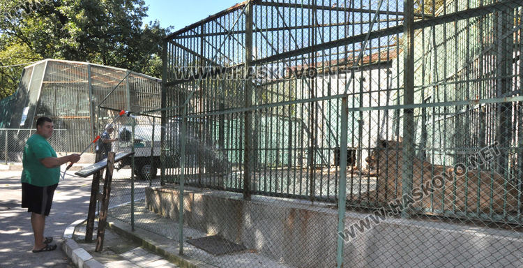 Хладна баня за лъва с вода от електрокамиончето