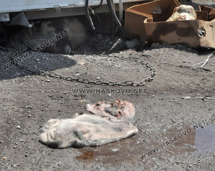 110 изклани прасета по селата в Хасковско, предписания за 12 стопани