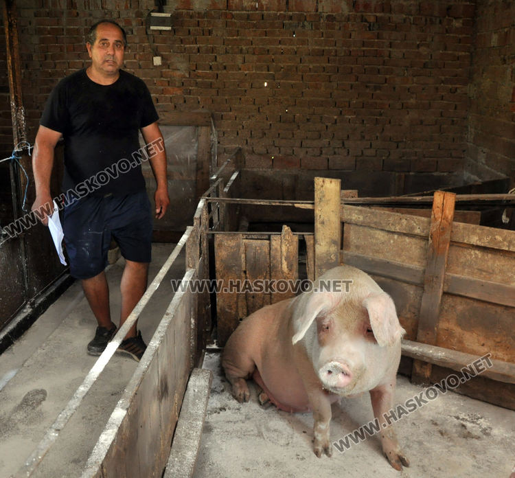 110 изклани прасета по селата в Хасковско, предписания за 12 стопани