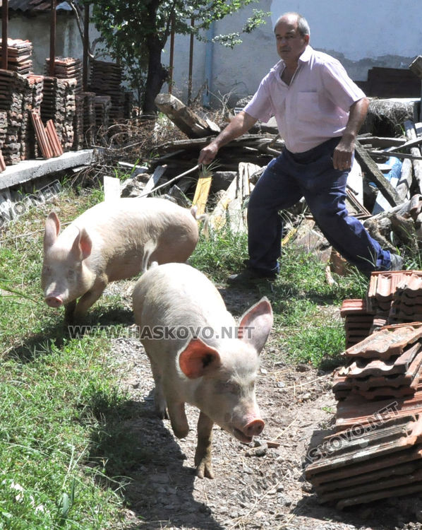 110 изклани прасета по селата в Хасковско, предписания за 12 стопани
