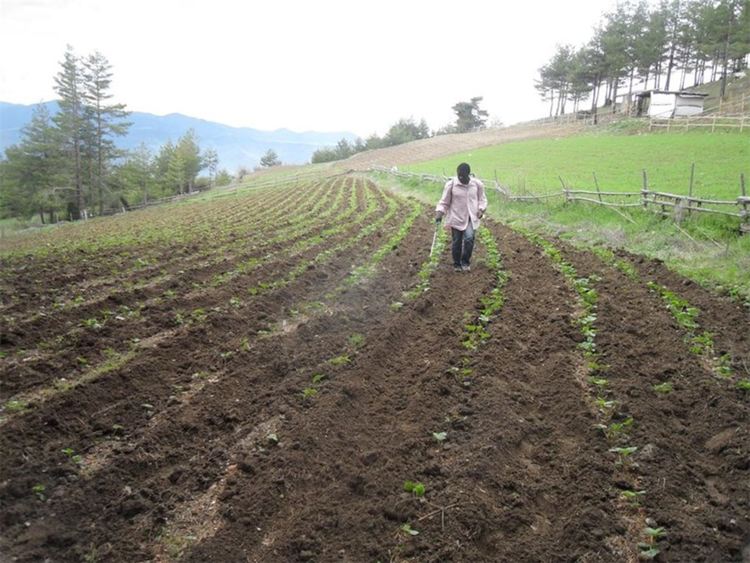 През 2014г в Осиково дойдоха да отглеждат ягоди семейство камерунец и украинка