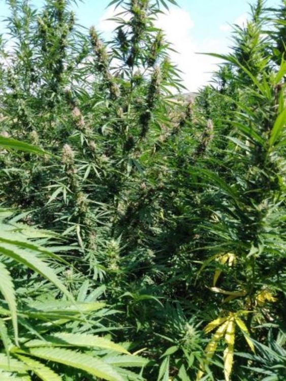 Криминалисти откриха наркоплантация до р.Върбица