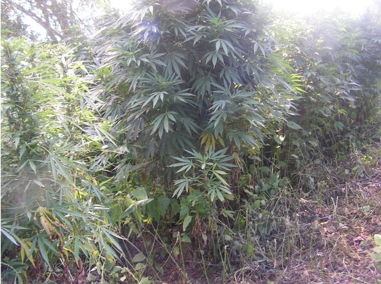 Нова наркоплантация откриха криминалисти, този път в Джебелско