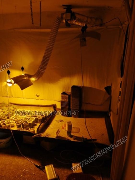 Разкриха наркооранжерия във вилна зона на Хасково