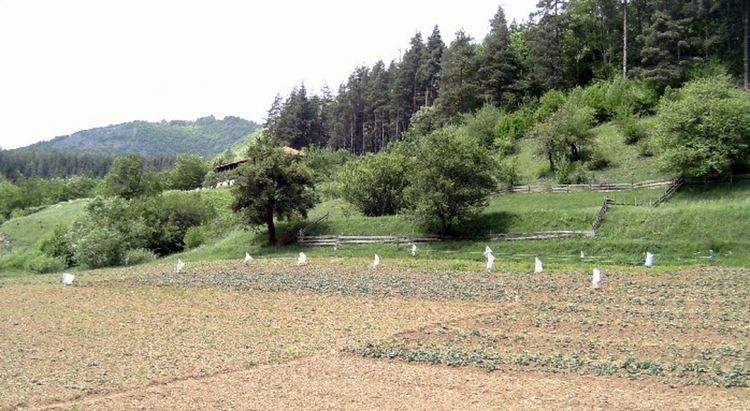 Разрешиха на хората да прибират реколтата в зоните с карантина заради африканска чума