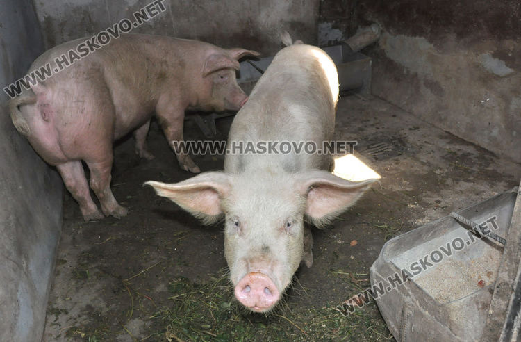 390 са заявленията, подадени за обезщетение от африканската чума в Хасковско