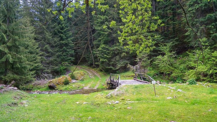 Хората в Община Борино остават в протестна готовност заради забраната за дърводобив